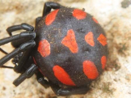 Latrodectes tredecimguttatus